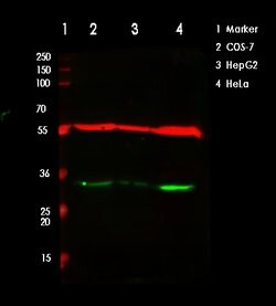 Invitrogen VDAC2 Polyclonal Antibody 100 &mu;L; Unconjugated:Antibodies,
