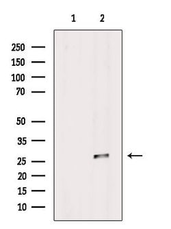 Invitrogen VTI1B Polyclonal Antibody 100 &mu;L; Unconjugated:Antibodies,