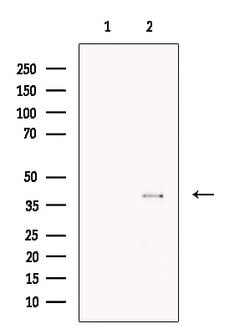 Invitrogen WNT3 Polyclonal Antibody 100 &mu;L; Unconjugated:Antibodies,