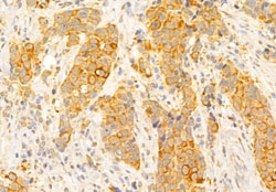 Invitrogen SLC7A11 Polyclonal Antibody 100 &mu;L | Buy Online | Invitrogen&trade; | Fisher Scientific