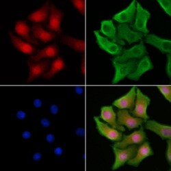 Invitrogen XRCC1 Polyclonal Antibody 100 μL; Unconjugated:Antibodies,