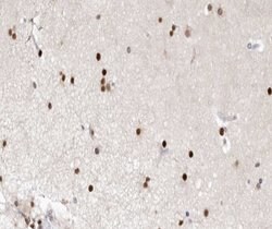 Invitrogen XRCC1 Polyclonal Antibody 100 μL; Unconjugated:Antibodies,