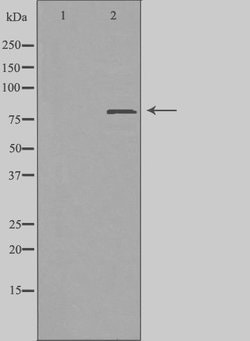 Invitrogen ZC3H11A Polyclonal Antibody 100 &mu;L; Unconjugated:Antibodies,