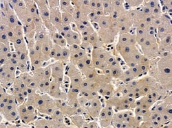 Invitrogen ZDHHC7 Polyclonal Antibody 100 &mu;L; Unconjugated:Antibodies,