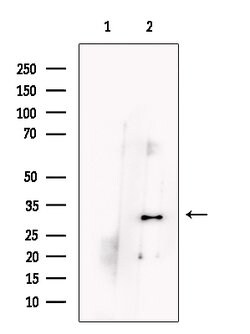 Invitrogen PHOSPHO1 Polyclonal Antibody 100 &mu;L; Unconjugated:Antibodies,