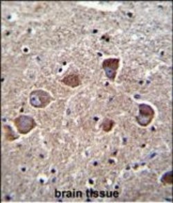 Invitrogen PPAPDC1A Polyclonal Antibody 400 μL; Unconjugated:Antibodies,