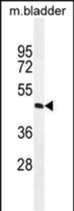 Invitrogen PPAPDC1A Polyclonal Antibody 400 μL; Unconjugated:Antibodies,