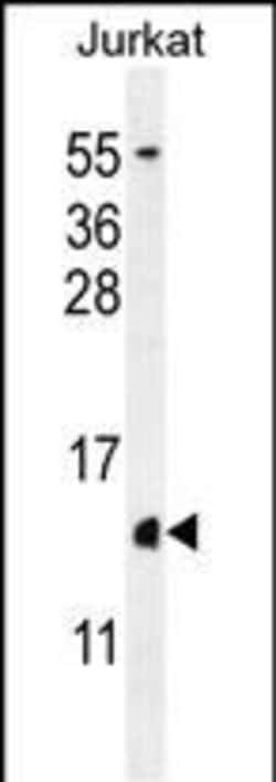 Invitrogen Histone H2A.Z Polyclonal Antibody 400 &mu;L; Unconjugated:Antibodies,