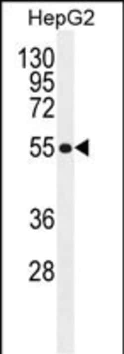Invitrogen TETRAN Polyclonal Antibody 400 &mu;L; Unconjugated:Antibodies,