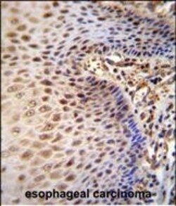 Invitrogen WDR70 Polyclonal Antibody 400 &mu;L; Unconjugated:Antibodies,