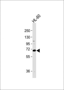 Invitrogen WDR70 Polyclonal Antibody 400 &mu;L; Unconjugated:Antibodies,