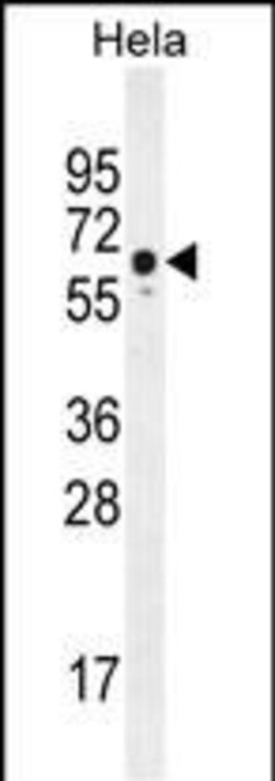 Invitrogen WDR70 Polyclonal Antibody 400 &mu;L; Unconjugated:Antibodies,
