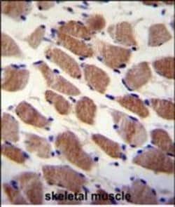 Invitrogen™ SAMD7 Polyclonal Antibody