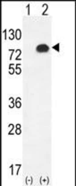 Invitrogen Glypican 6 Polyclonal Antibody 400 &mu;L; Unconjugated:Antibodies,