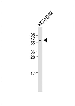 Invitrogen RNF90 Polyclonal Antibody 400 &mu;L | Buy Online | Invitrogen&trade; | Fisher Scientific