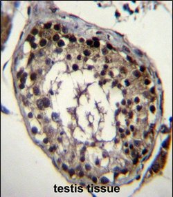 Invitrogen DAZ4 Polyclonal Antibody 400 &mu;L; Unconjugated:Antibodies,