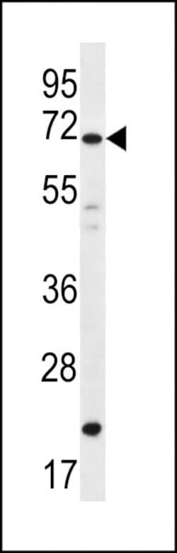 Invitrogen DAZ4 Polyclonal Antibody 400 &mu;L; Unconjugated:Antibodies,