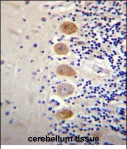 Invitrogen GPR111 Polyclonal Antibody 400 &mu;L; Unconjugated:Antibodies,