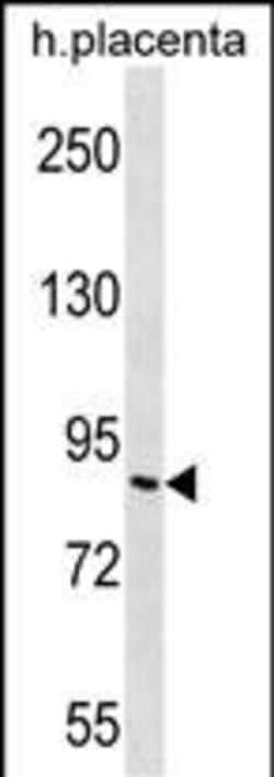 Invitrogen GPR111 Polyclonal Antibody 400 &mu;L; Unconjugated:Antibodies,