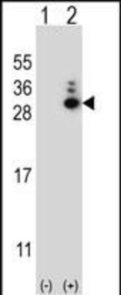 Invitrogen MOB1A Polyclonal Antibody 400 &mu;L; Unconjugated:Antibodies,