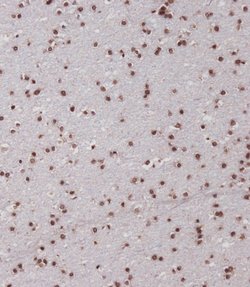 SIM1 Polyclonal Antibody, Invitrogen 400 &mu;L; Unconjugated:Antibodies,
