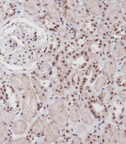 SIM1 Polyclonal Antibody, Invitrogen 400 &mu;L; Unconjugated:Antibodies,
