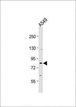 SIM1 Polyclonal Antibody, Invitrogen 400 &mu;L; Unconjugated:Antibodies,