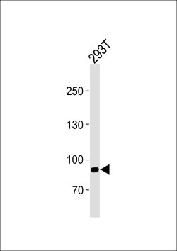 SIM1 Polyclonal Antibody, Invitrogen 400 &mu;L; Unconjugated:Antibodies,
