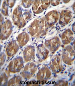 Invitrogen PGA4 Polyclonal Antibody 400 &mu;L; Unconjugated:Antibodies,
