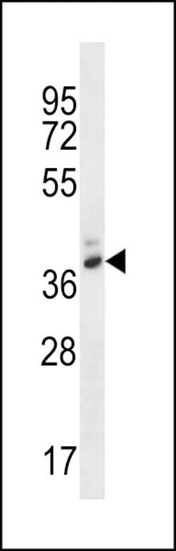 Invitrogen PGA4 Polyclonal Antibody 400 &mu;L; Unconjugated:Antibodies,
