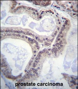 eIF1AY Polyclonal Antibody:Antibodies, Polyclonal