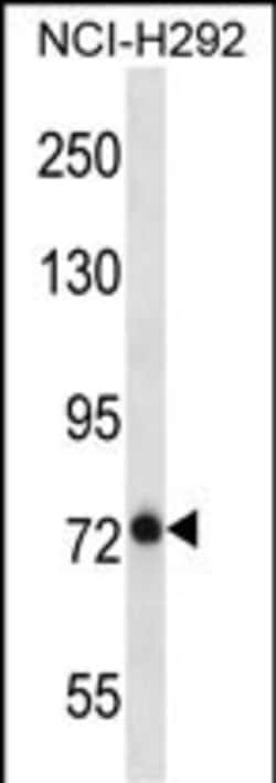 Invitrogen hCV-2 Polyclonal Antibody 400 &mu;L; Unconjugated:Antibodies,
