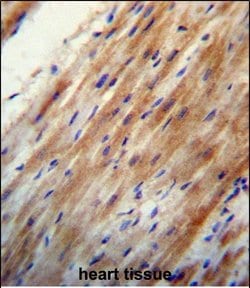 Invitrogen Apolipoprotein O Polyclonal Antibody 400 &mu;L; Unconjugated:Antibodies,