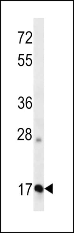 Invitrogen Apolipoprotein O Polyclonal Antibody 400 &mu;L; Unconjugated:Antibodies,