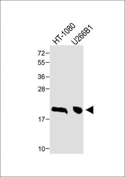 Invitrogen NY-ESO-1 Polyclonal Antibody 400 &mu;L; Unconjugated:Antibodies,