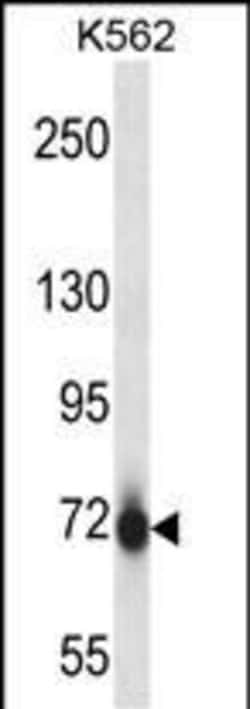 Invitrogen PAK7 Polyclonal Antibody 400 μL; Unconjugated:Antibodies,