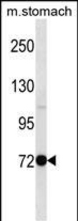 Invitrogen PAK7 Polyclonal Antibody 400 μL; Unconjugated:Antibodies,
