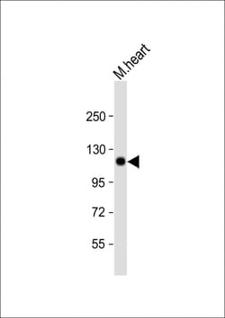 Invitrogen SCYL2 Polyclonal Antibody 400 &mu;L; Unconjugated:Antibodies,