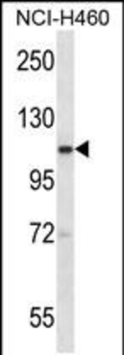 Invitrogen SCYL2 Polyclonal Antibody 400 &mu;L; Unconjugated:Antibodies,