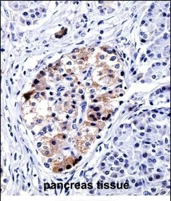 Invitrogen VAMP3 Polyclonal Antibody 400 &mu;L; Unconjugated:Antibodies,