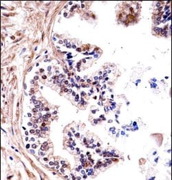Invitrogen TMPRSS13 Polyclonal Antibody 400 &mu;L; Unconjugated:Antibodies,