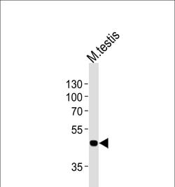 Invitrogen MOS Polyclonal Antibody 400 &mu;L; Unconjugated:Antibodies,