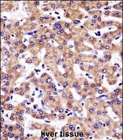 Invitrogen SULT1A3 Polyclonal Antibody 400 &mu;L; Unconjugated:Antibodies,