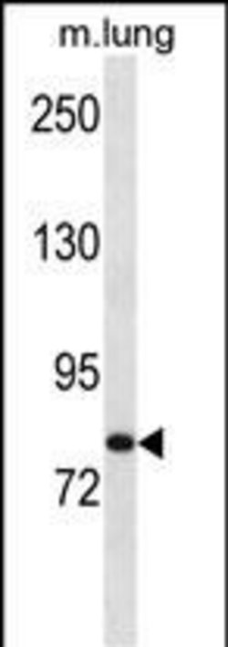 Invitrogen HUNK Polyclonal Antibody 400 &mu;L; Unconjugated:Antibodies,