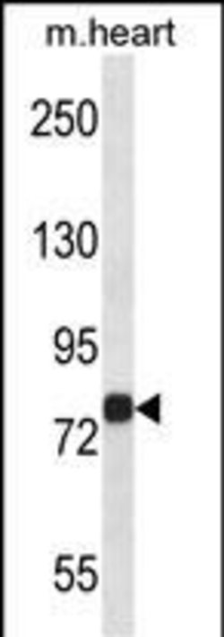 Invitrogen MAP4K2 Polyclonal Antibody 400 &mu;L; Unconjugated:Antibodies,