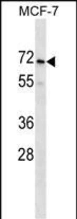 Invitrogen PRAMEF2 Polyclonal Antibody 400 &mu;L; Unconjugated:Antibodies,