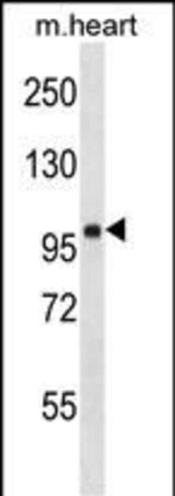 Invitrogen FHOD1 Polyclonal Antibody 400 &mu;L; Unconjugated:Antibodies,