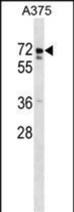 Invitrogen USP17L2 Polyclonal Antibody 400 &mu;L; Unconjugated:Antibodies,