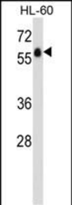Invitrogen GPR97 Polyclonal Antibody 400 &mu;L; Unconjugated:Antibodies,