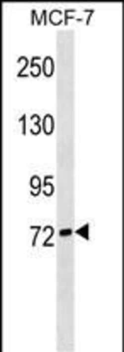 Invitrogen SIGLEC10 Polyclonal Antibody 400 &mu;L; Unconjugated:Antibodies,